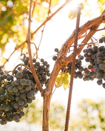 Ihr Hotel mit beheiztem Außenpool in Südtirol Ihr Hotel mit beheiztem Außenpool in Südtirol